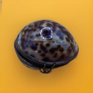 Vintage Tiger Cowry Sea Shell Hinged Pill Box / Trinket Box 1.75" x 2.5" Decor